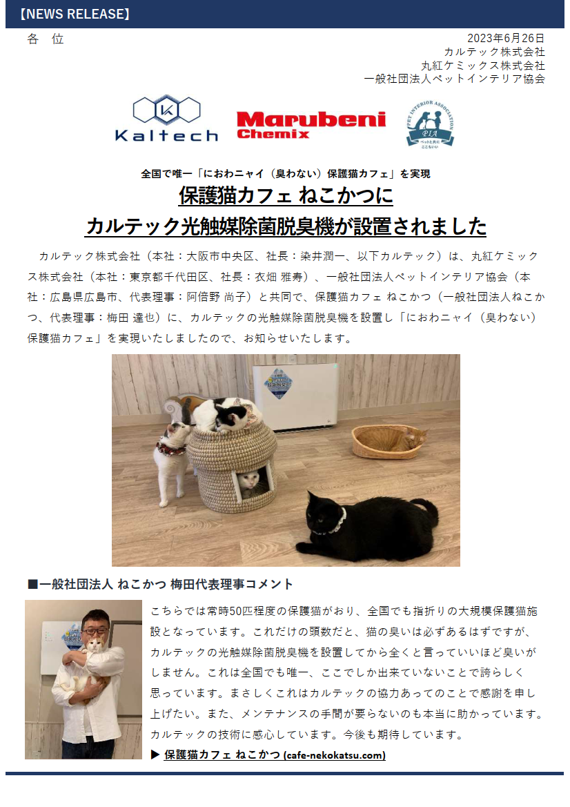 猫かつ.png