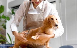 Pet salons