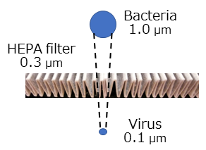 The size of viruses