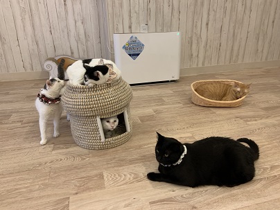 保護猫カフェ ねこかつ に、カルテック光触媒除菌脱臭機が設置されました！